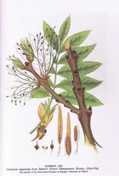 Studie von Bäumen mit einer Trauerweide, Nature in Britain, veröffentlicht von Collins, 1946